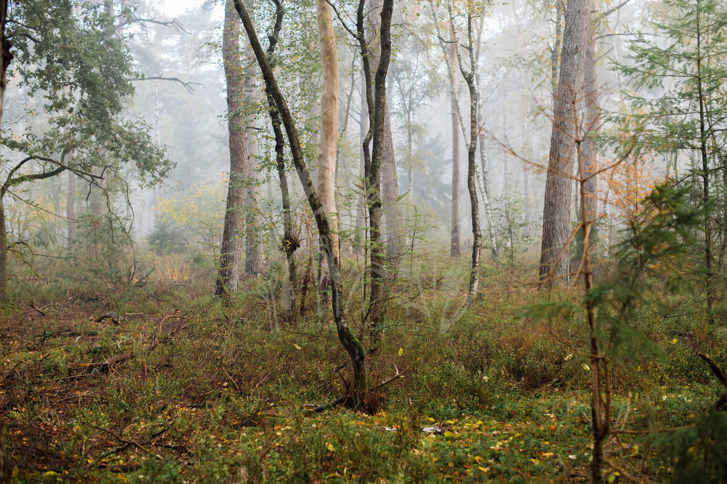 Photo print 'into the woods'