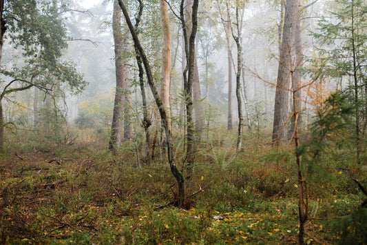 Photo print 'into the woods'