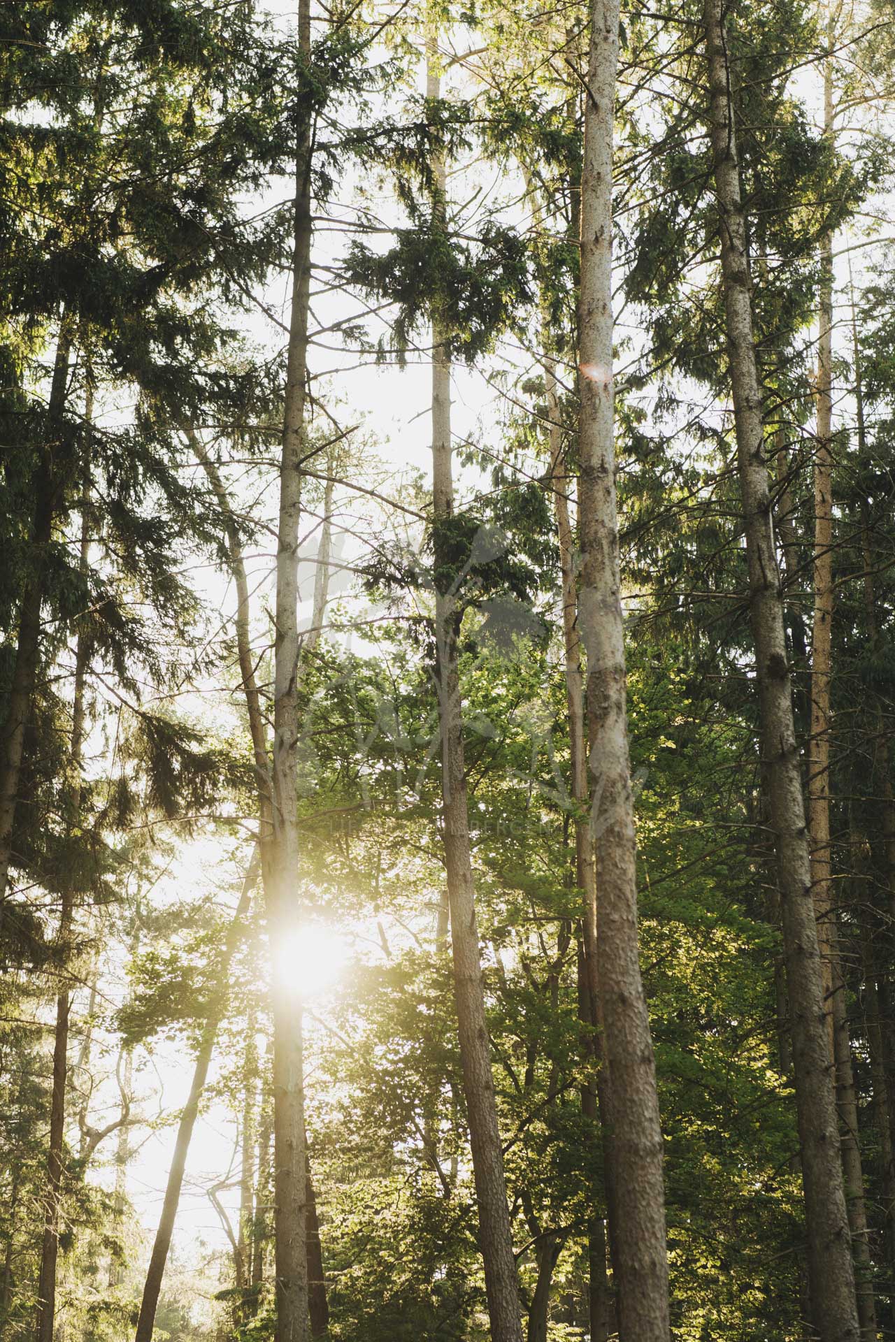 Photo print 'forest life'