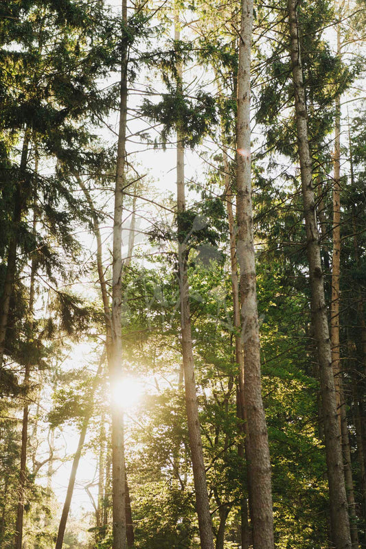 Photo print 'forest life'