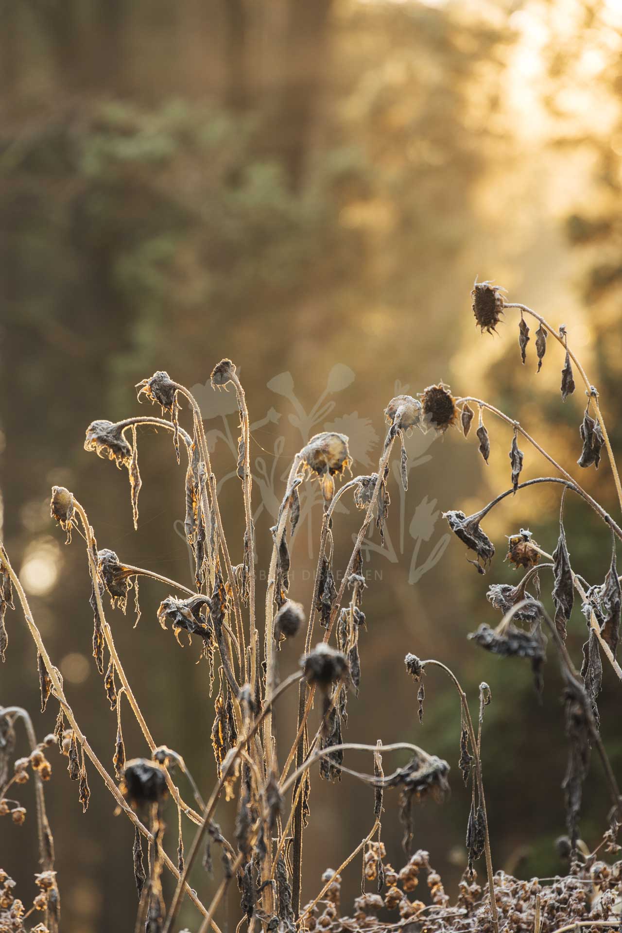 Photo print 'sunflowers'