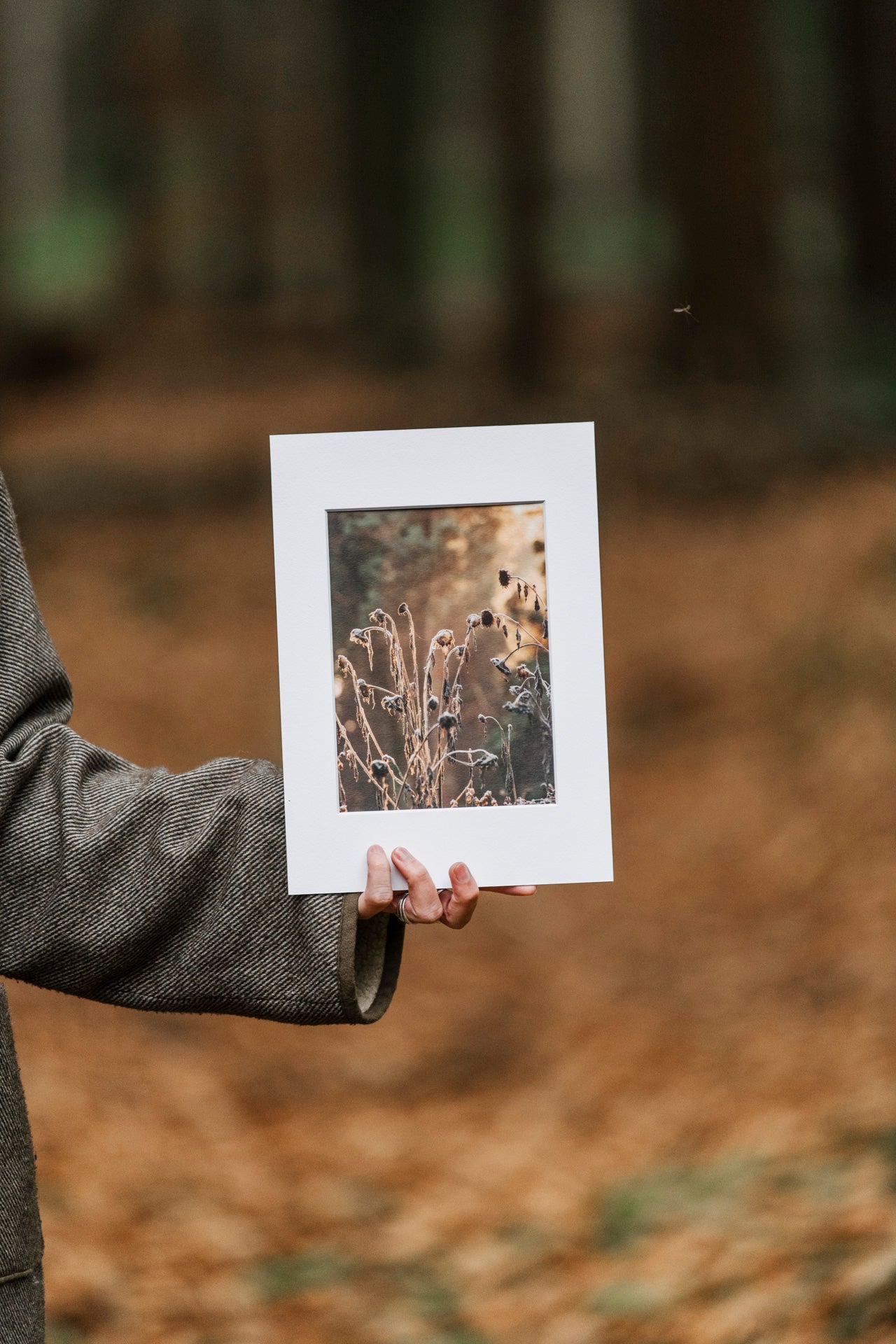 Photo print 'sunflowers'